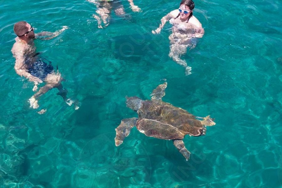 Snorkel Tour With Sea Turtle