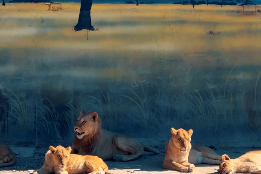 Land of Lions – Animal Planet